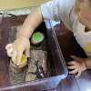 【福島県・柳津町】副住職に教わる！？カブトムシの幼虫飼育講座