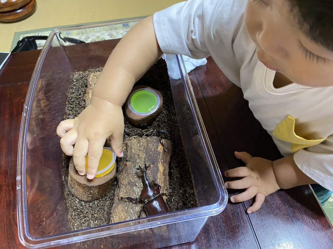 【福島県・柳津町】副住職に教わる！？カブトムシの幼虫飼育講座