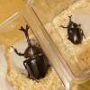 【福島県・柳津町】副住職に教わる！？カブトムシの幼虫飼育講座