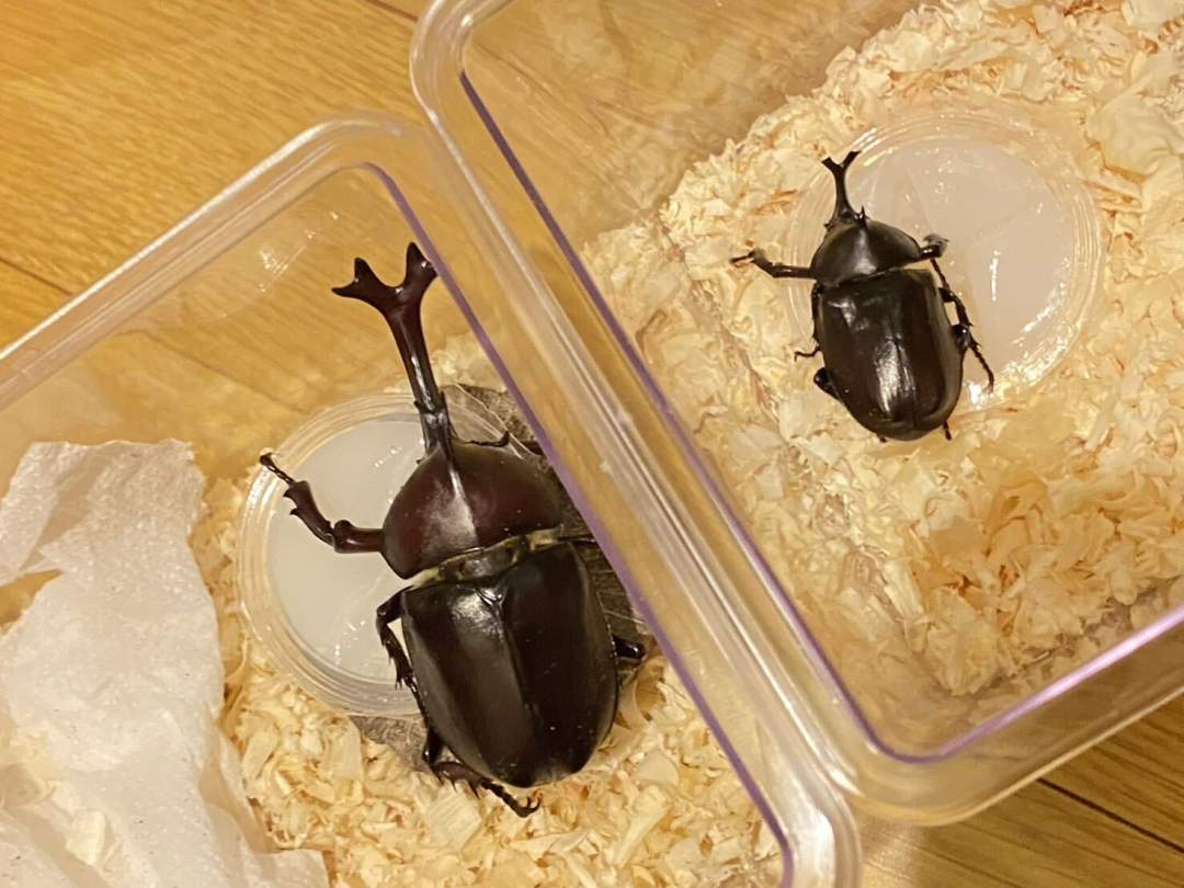 【福島県・柳津町】副住職に教わる！？カブトムシの幼虫飼育講座