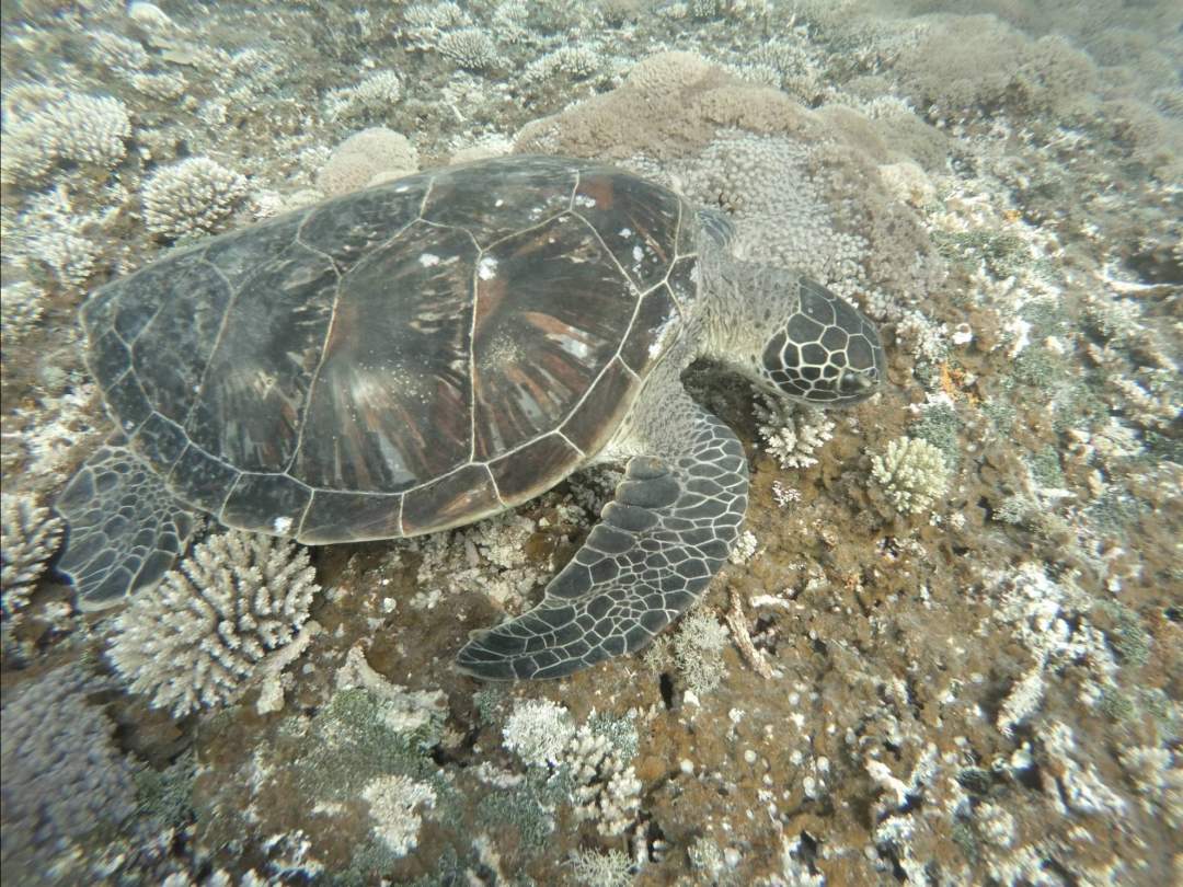ウミガメに遭遇できます。
