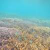 【宮古島・伊良部島】お魚ウォッチングシュノーケリングツアー・船上カツオの解体ショーお刺身食べ放題！！