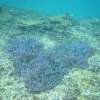 【宮古島・伊良部島】お魚ウォッチングシュノーケリングツアー・船上カツオの解体ショーお刺身食べ放題！！
