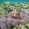 【宮古島・伊良部島】お魚ウォッチングシュノーケリングツアー・船上カツオの解体ショーお刺身食べ放題！！