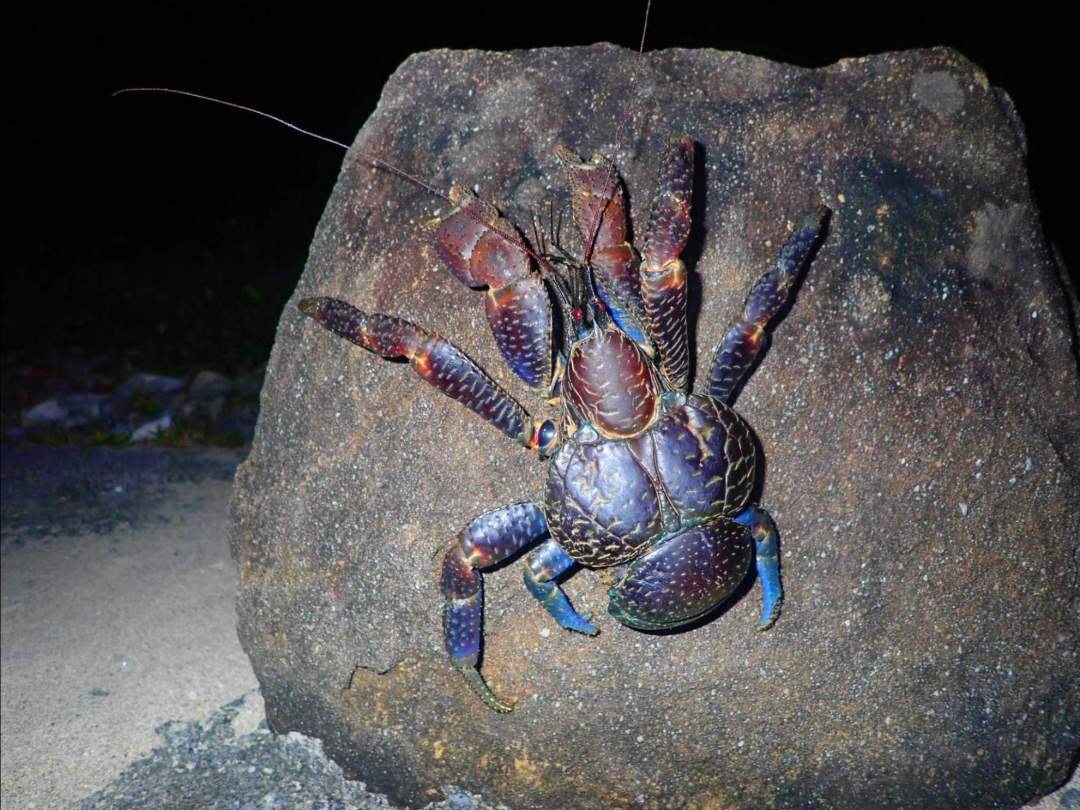 亜熱帯特有の生き物たち 亜熱帯気候帯に属する石垣島には独自の生態系が広がっています。亜熱帯特有の動植物を探しに行きましょう！