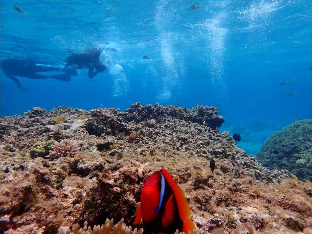 幻の島周辺の海でシュノーケリング体験 「浜島」周辺の海は『石西礁湖』と呼ばれており、西表石垣国立公園に指定された国内最大のサンゴ礁です！