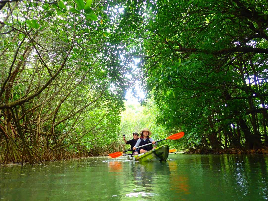 天然記念物のマングローブ林でSUP/カヌー体験！ 石垣島の魅力は海だけではありません！亜熱帯ならではのマングローブが生い茂る穏やかな川も石垣島の人気スポット。フィールドとなる「宮良川のヒルギ林」は国の天然記念物に指定されています。
