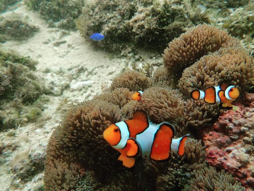 たくさんの魚達！ 星砂の浜には数えきれない種類の魚たちが泳いでいます。さて、何種類の魚を見つけられるでしょうか？