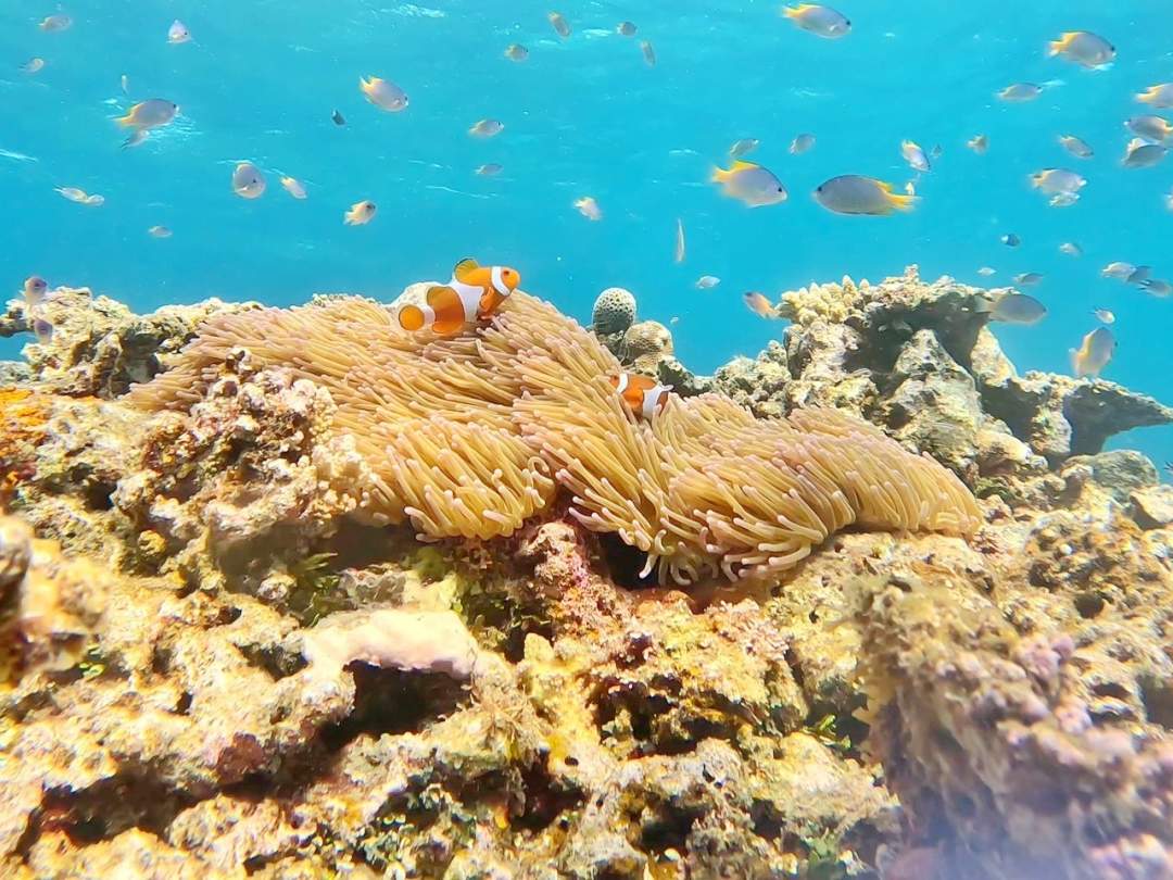 【沖縄・西表島】世界遺産の水中冒険！トロピカルシュノーケリング