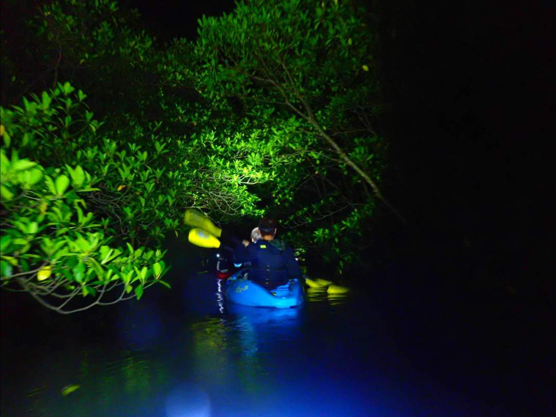 独特の雰囲気！夜のマングローブ 夜のマングローブ林をカヌーで満喫したいただきます！昼間では味わえない独特な世界観の中でのクルージング体験！