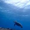 【沖縄・西表島】【半日】ウミガメとシュノーケル！バラス島シュノーケリング【写真データ無料】