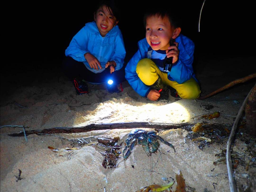 お子様にも大人気！ 西表島の夜は、ここでしか出会ない生き物がたくさん！興奮間違いなし！