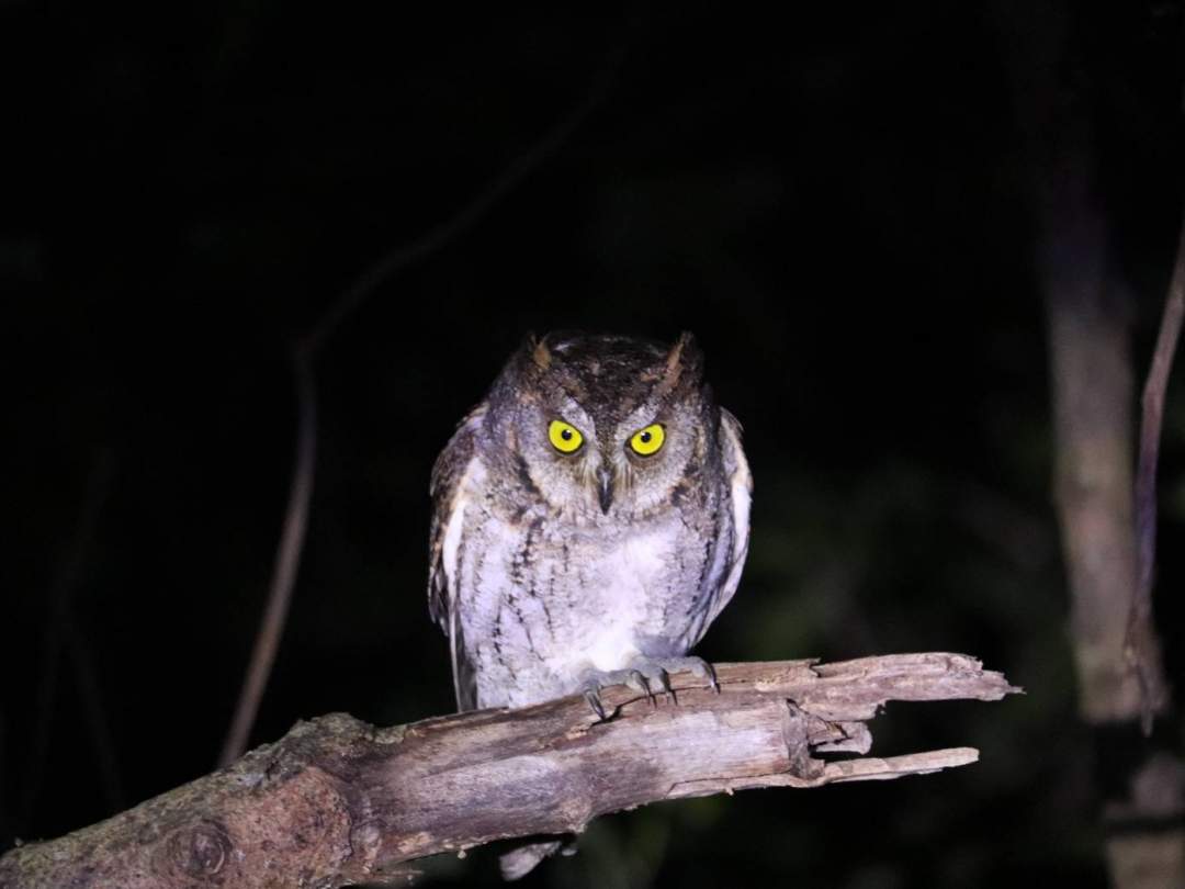 亜熱帯ならではの生き物！ 亜熱帯気候帯に属する西表島には独自の生態系が広がっています。亜熱帯特有の動植物を探しに行きましょう！