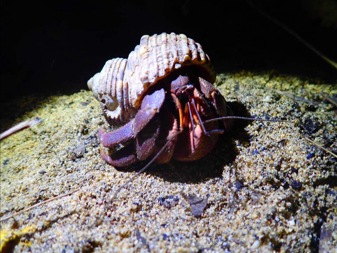 亜熱帯ならではの生き物！ 亜熱帯気候帯に属する西表島には独自の生態系が広がっています。亜熱帯特有の動植物を探しに行きましょう！