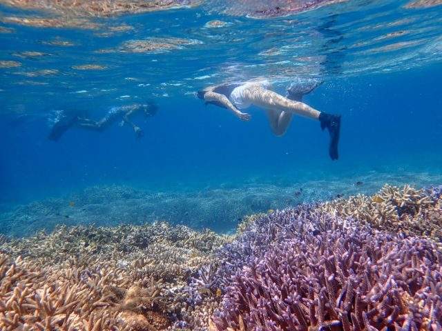 沖縄 西表島 人気 マングローブsuporカヌー バラス島シュノーケル 写真データ無料 の予約 西表島 Adventure Pipi 沖縄県離島 シェアベースマッチング 地域の体験プラン イベント 商品のwebマッチングサイト