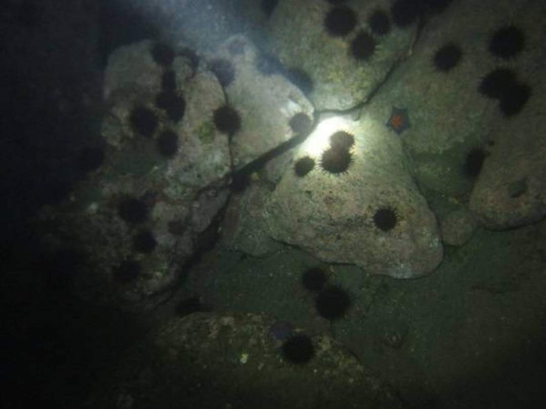 洞窟までは、水中ライトを照らして、夜の生き物を観察してみよう～！ 砂地では、エビの目がライトでキラキラ光ります。 疲れたら浮き輪に捕まってね。