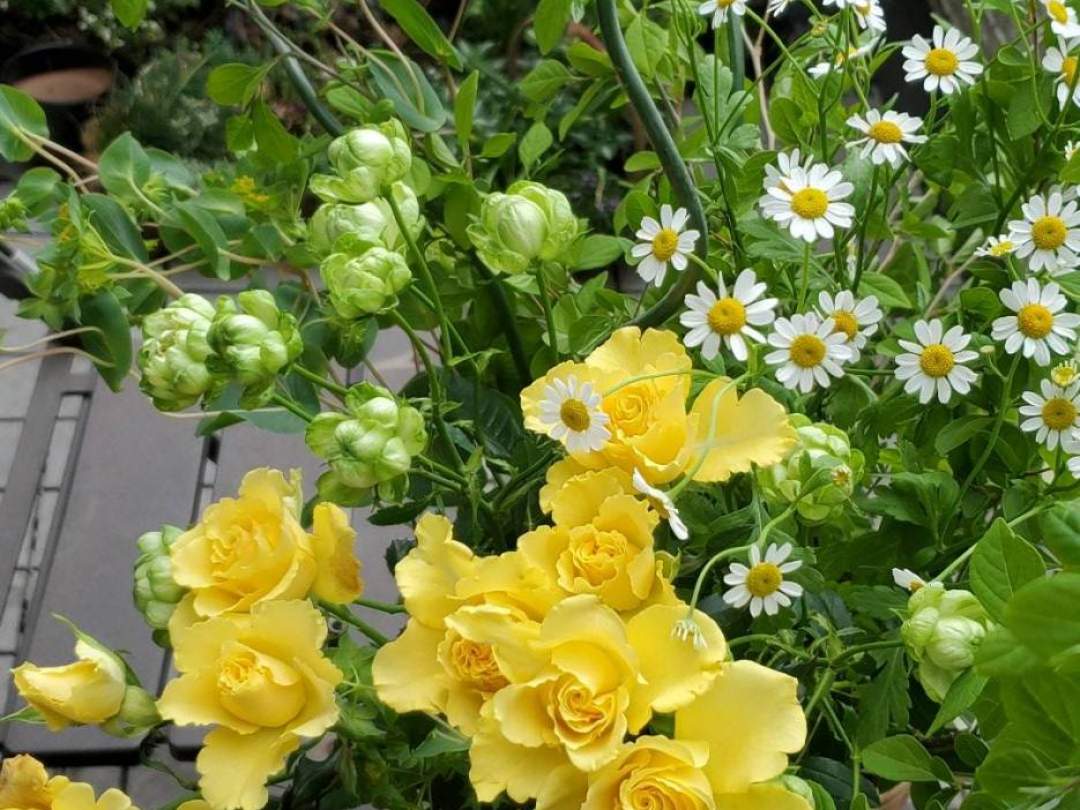 生花アレンジ　バラが咲いた！