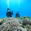 【沖縄・水納島・瀬底島】ボート体験ダイビング（２ダイブ）　午前１組　午後１組限定 写真撮影プレゼント