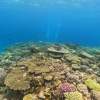【沖縄・水納島・瀬底島】ボート体験ダイビング（１ダイブ）午後１組限定開催 写真撮影プレゼント！