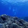 【沖縄・水納島・瀬底島・万座エリア】ボートファンダイビング（２ダイブ）　１組限定開催