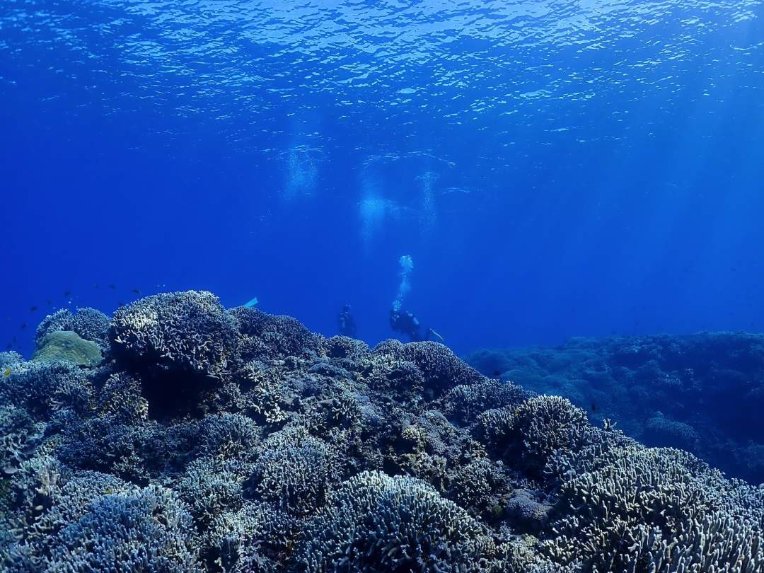 【沖縄・水納島・瀬底島・万座エリア】ボートファンダイビング（２ダイブ）　１組限定開催