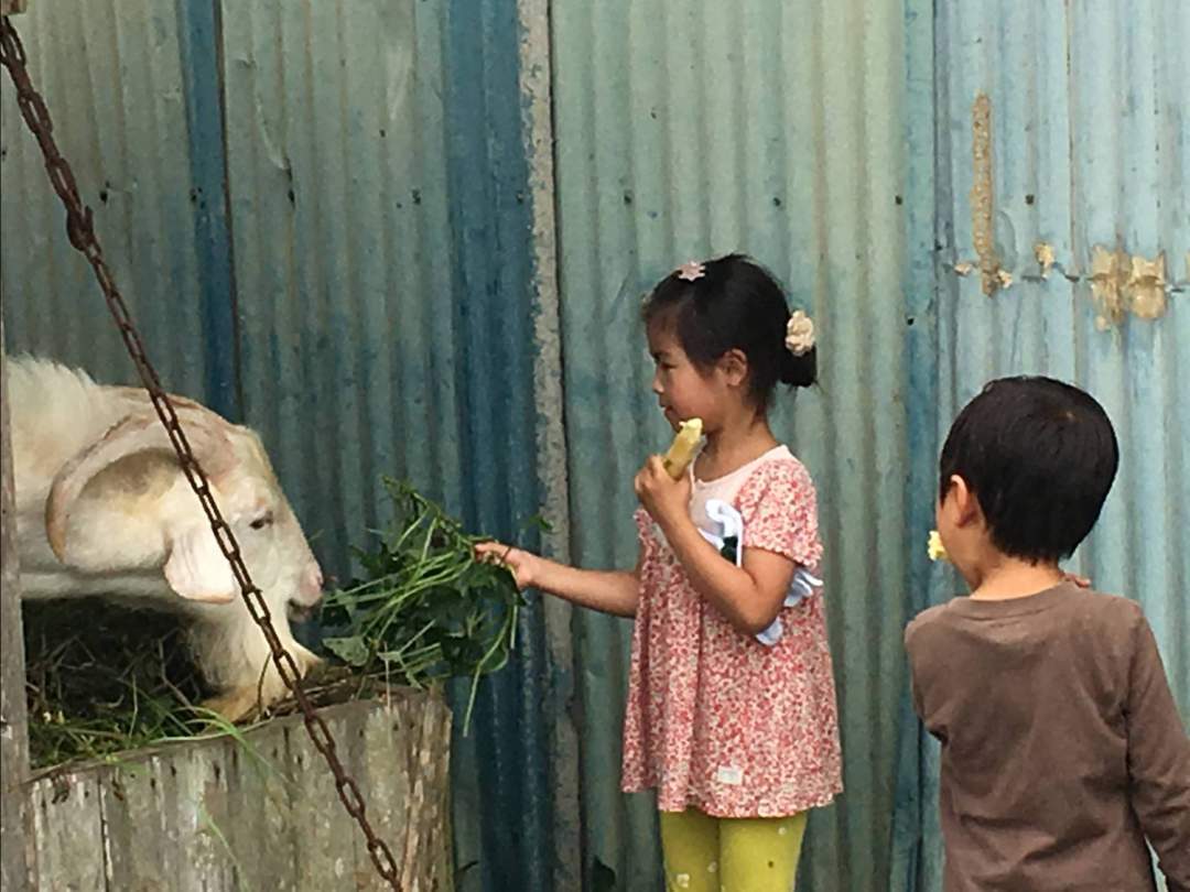 ヤギのえさやりはお子様に大人気！