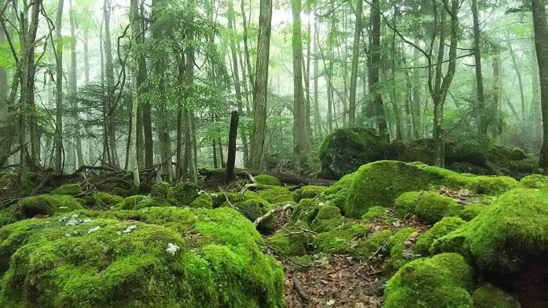 ★「千古の苔を宿した人跡未踏の原始林」と紹介される神秘の森へ。