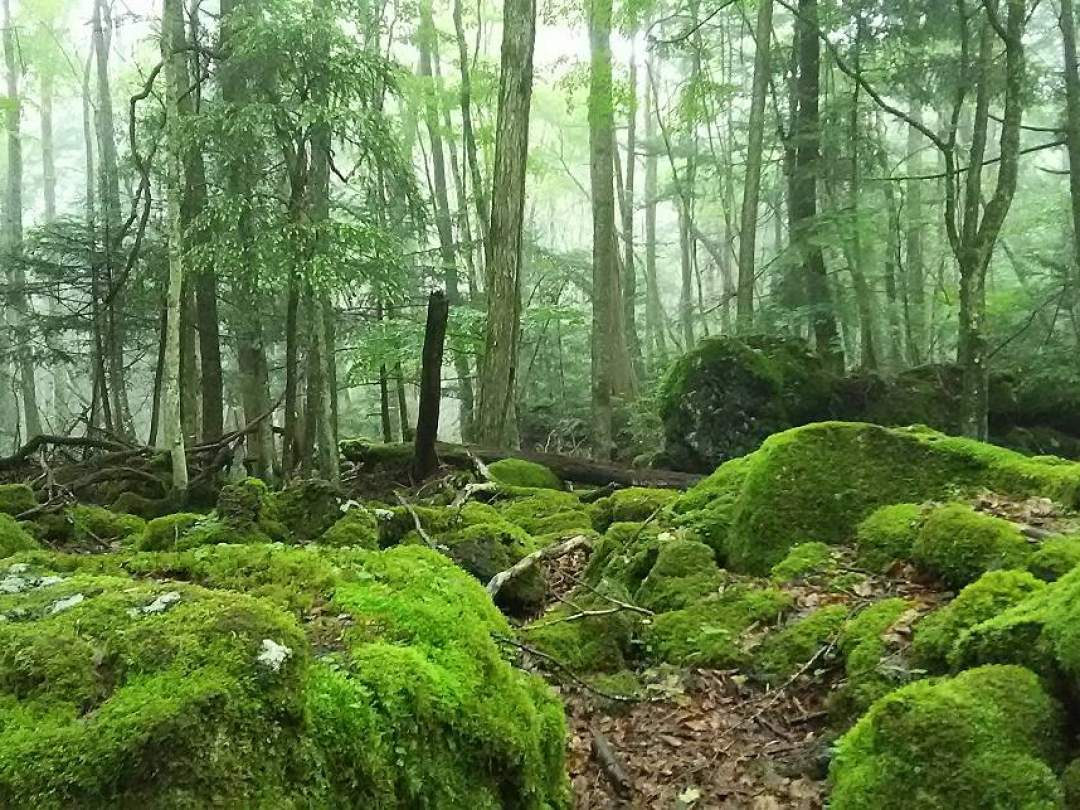 ★「千古の苔を宿した人跡未踏の原始林」と紹介される神秘の森へ。