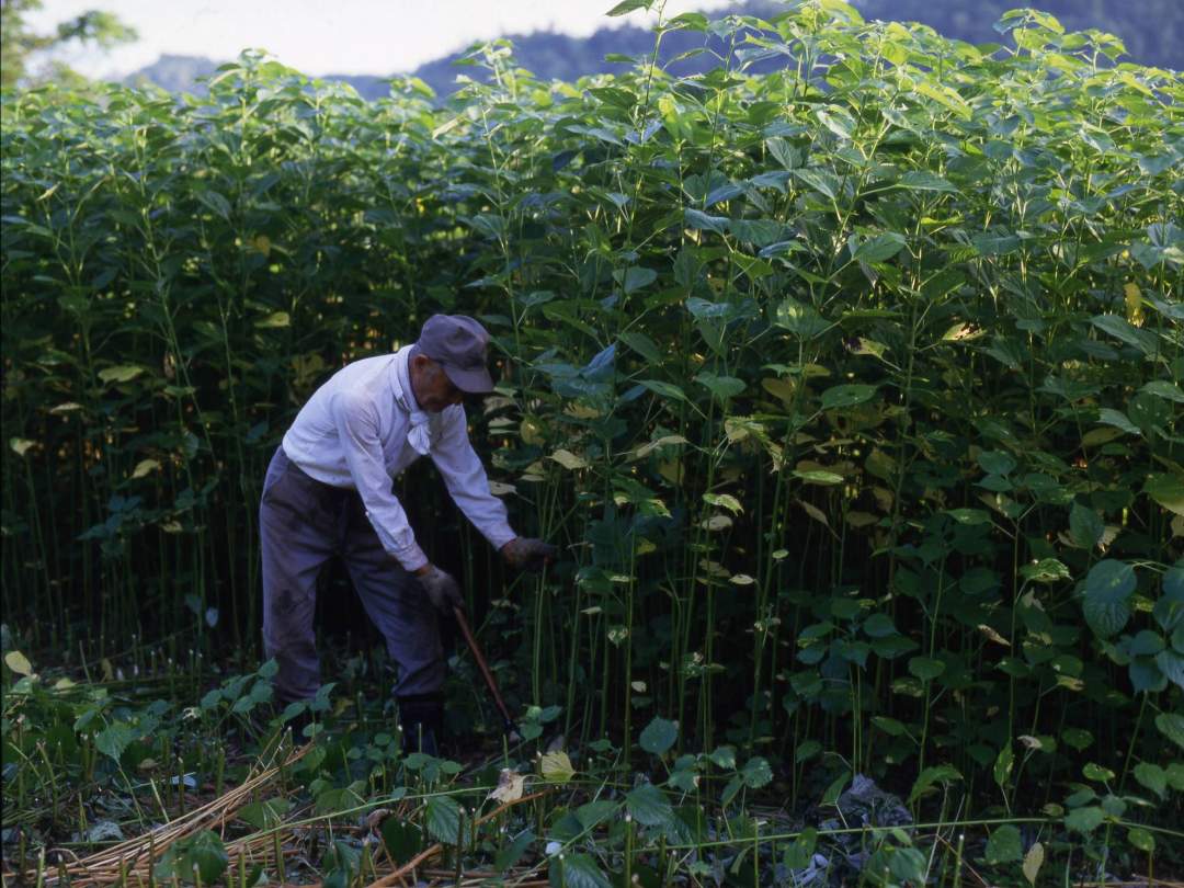 からむしは植物なんです