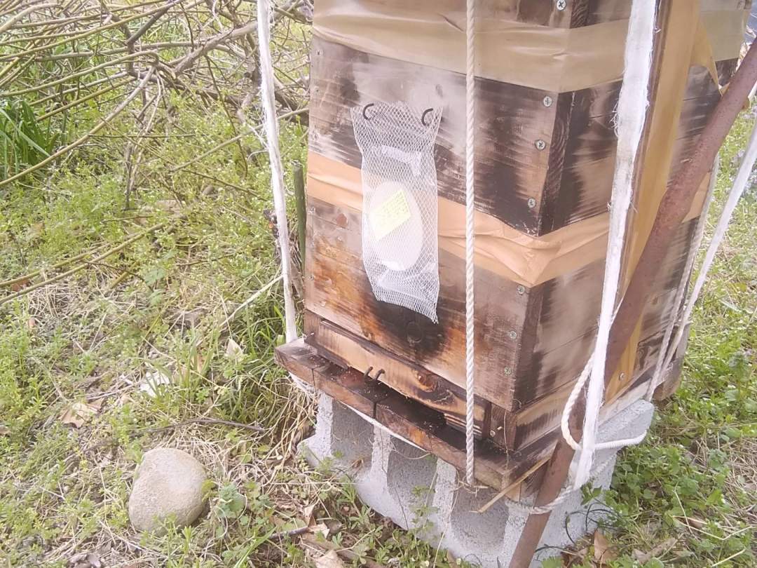 蜜蜂蘭又はルアーで日本蜜蜂を誘導して、探索蜂を静かに待ちます。