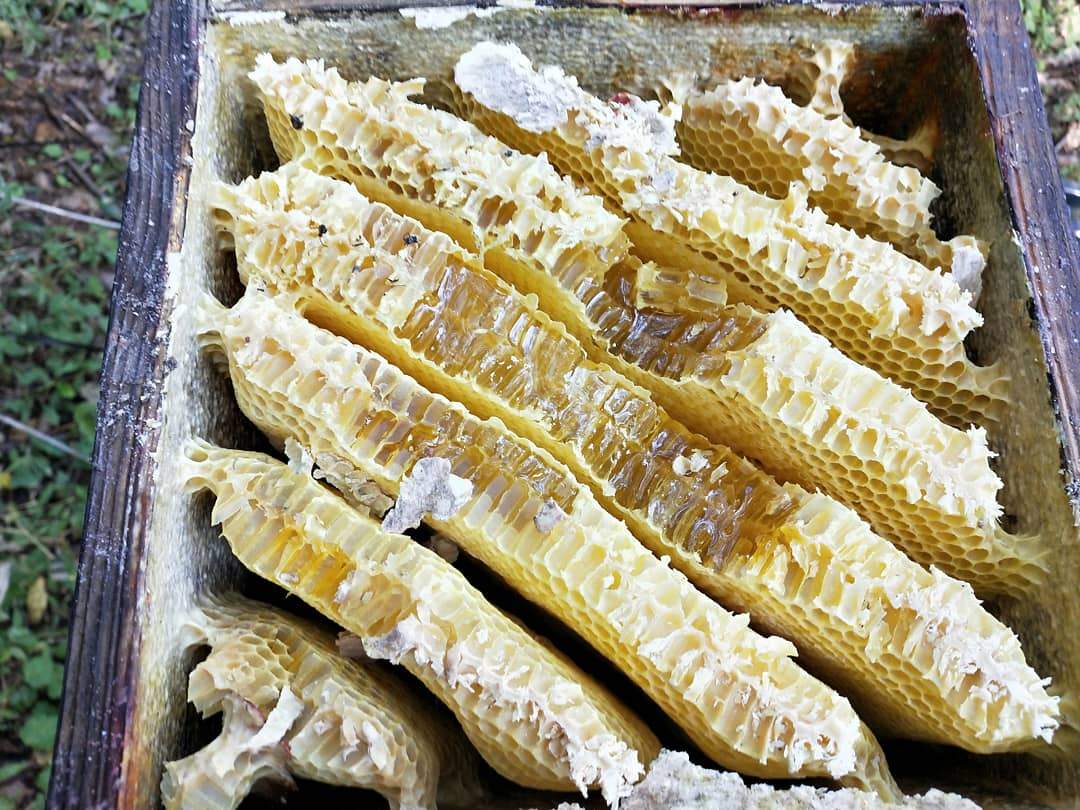 【福岡・糸島】日本蜜蜂のはじめ方教室開催！[分峰間近!]