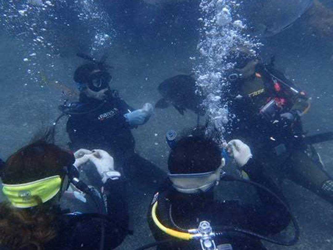 海の中を見てみよう！まずは伊豆の海で体験ダイビング
