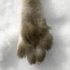 【福島・三島町】奥会津の鉄砲撃ち猟師と行く兎（うさぎ）狩りとジビエ料理体験。
