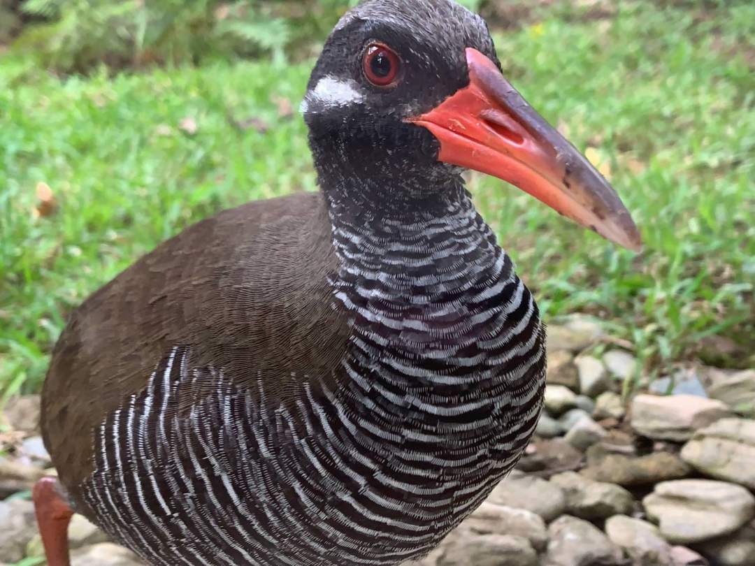 実際では目にすることさえ難しいヤンバルクイナを目の前で観察できる！