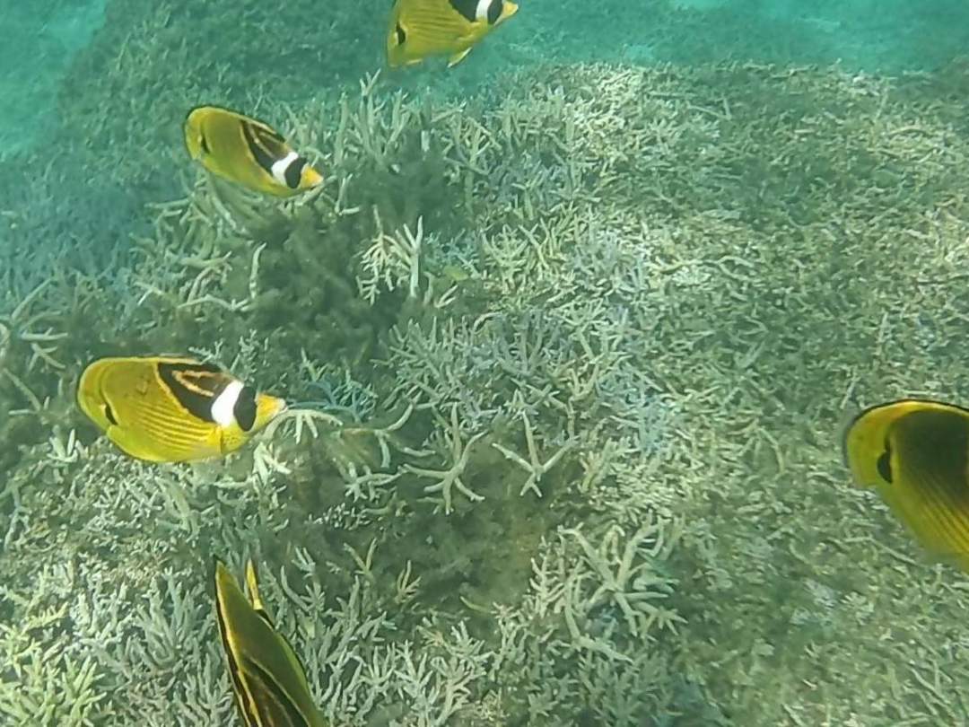 渡嘉敷の海の中の様子1