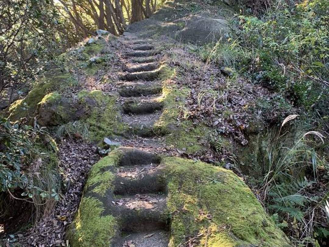 本州地方北限に生育するウバメガシ純林の岩尾根を通ります