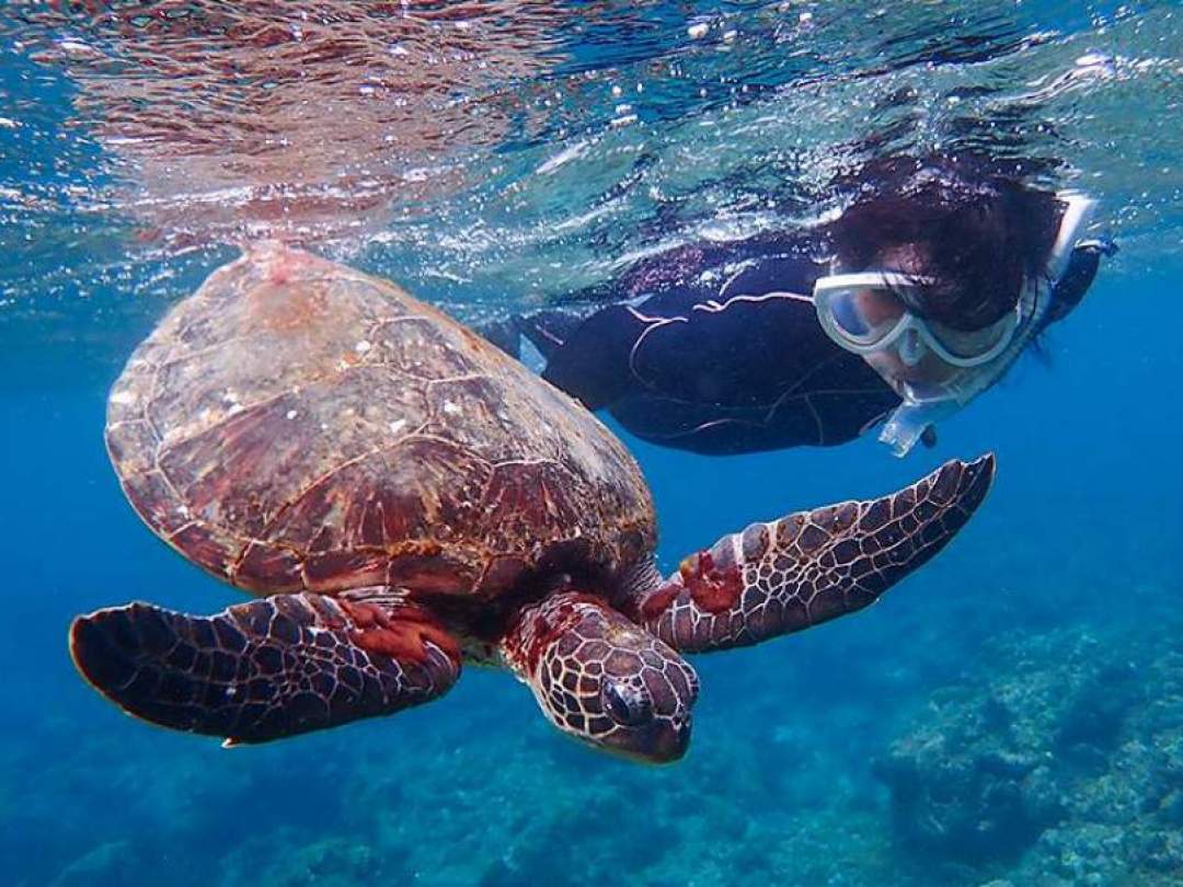 憧れのウミガメに会いたい！豊かな「ウミガメの島」で感じる癒やしの時間。ウミガメと一緒に泳ぐシュノーケリングツアー！