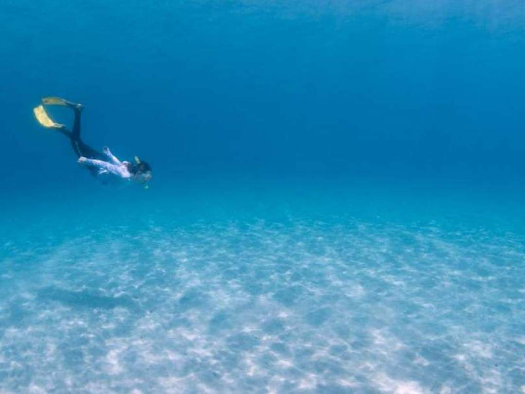 不純物が少ないため、非常に透明度が高い黒潮。この黒潮がバッチリ当たる屋久島の海は世界屈指の透明度を誇ります。この青く澄んだ美しい”黒潮ブルー”の海では、ウミガメやトロピカルな熱帯魚が平和に暮らしています。