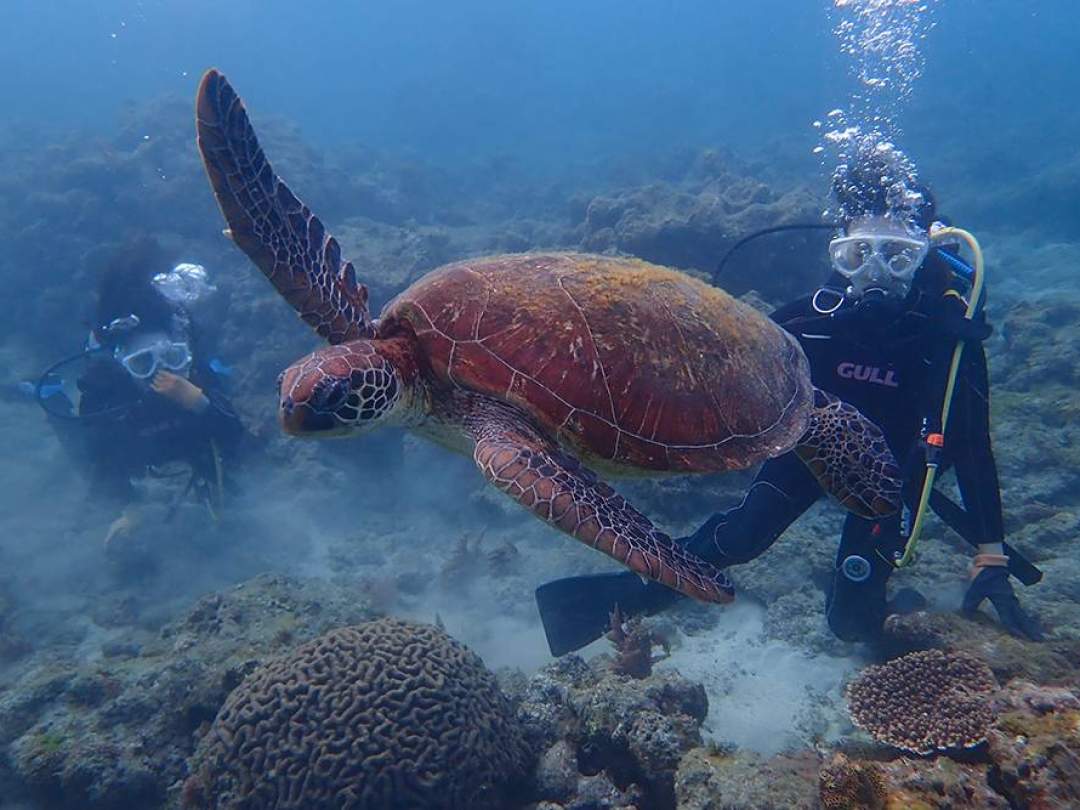 屋久島は世界的にも有名な「ウミガメの島」。ぜひ屋久島の海でウミガメたちと一緒に癒やしの時間をお過ごしください！