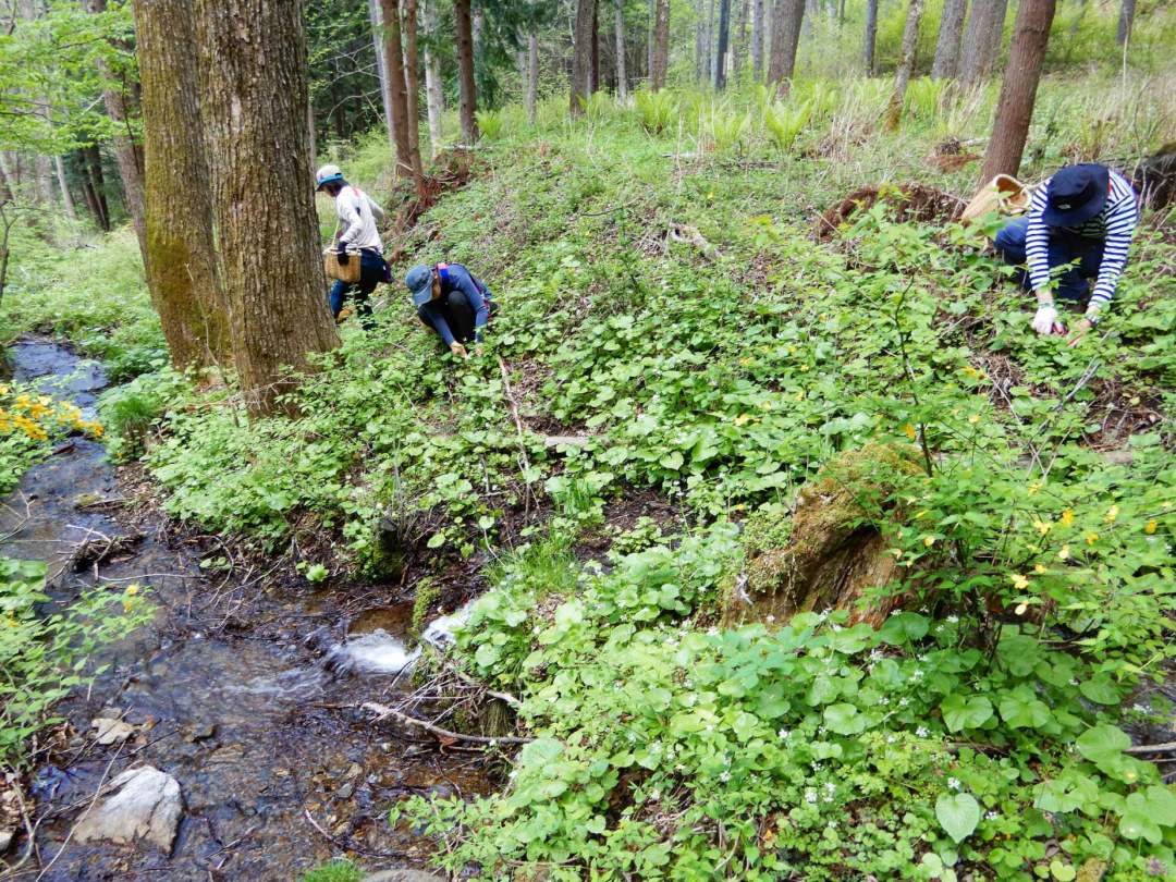 【信州・南相木村】新緑の高原で山菜採り体験を楽しみましょう！
