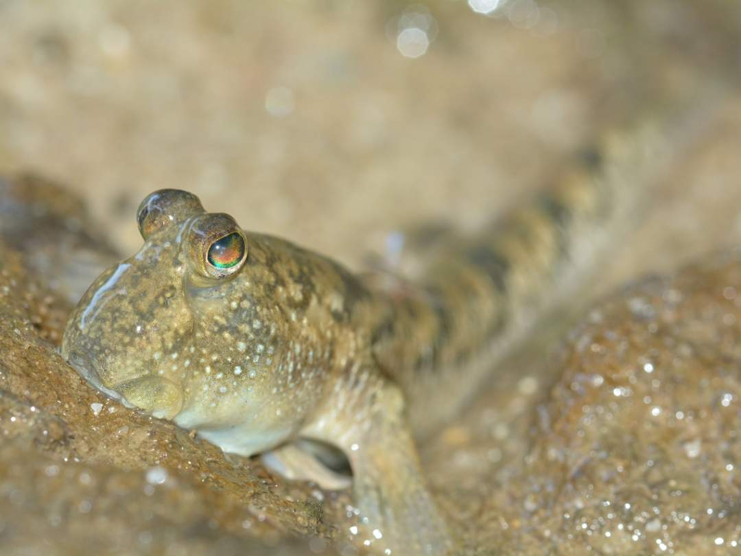 亜熱帯沖縄の動植物を観察。ガイドが詳しく説明します！