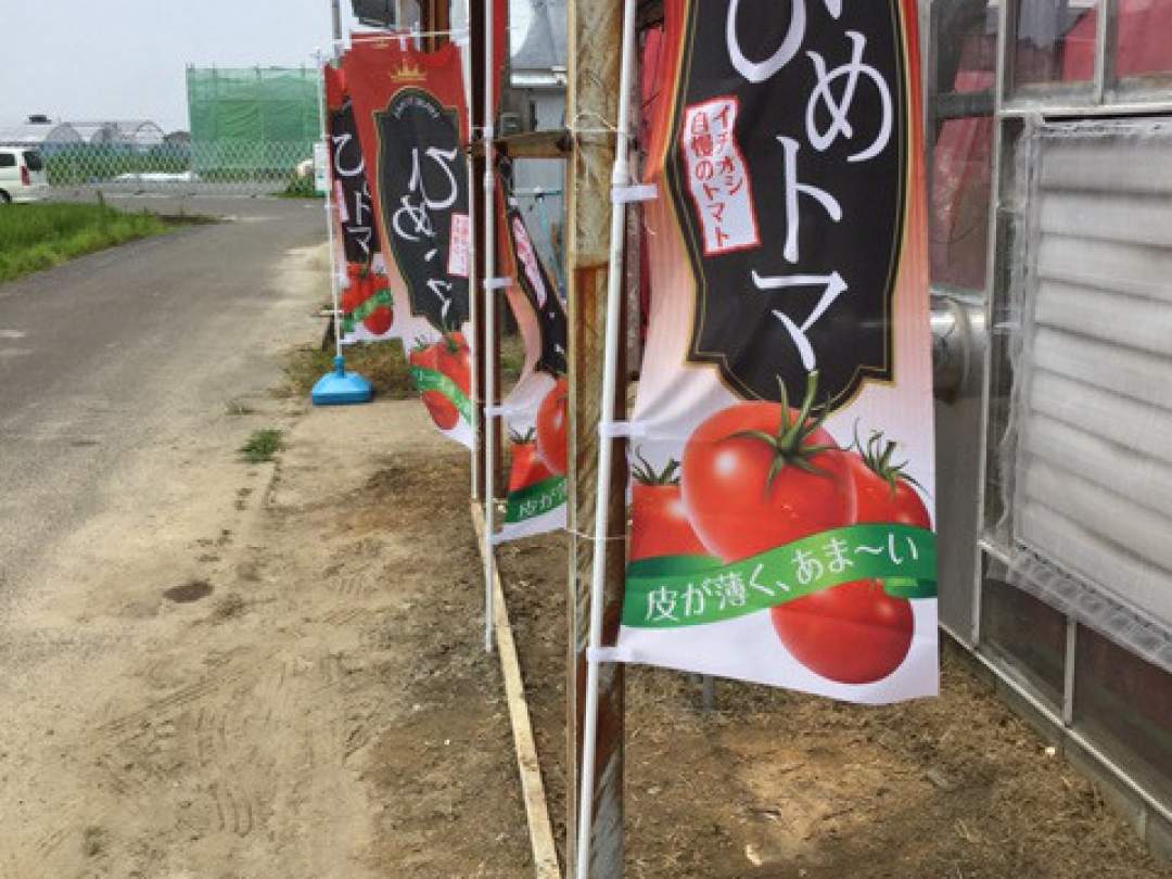 ●桑名×フルーツミニトマト狩り●糖度の高いひめトマを食べ放題＋お土産付き♪ご友人同士やカップルでのご参加ももちろんOK！のプラン詳細