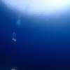 太陽光のふりそそぐ水中は透明感あふれる美しさ。