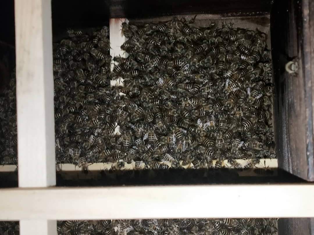 【開催間近】日本蜜蜂の採蜜体験ワークショップ！