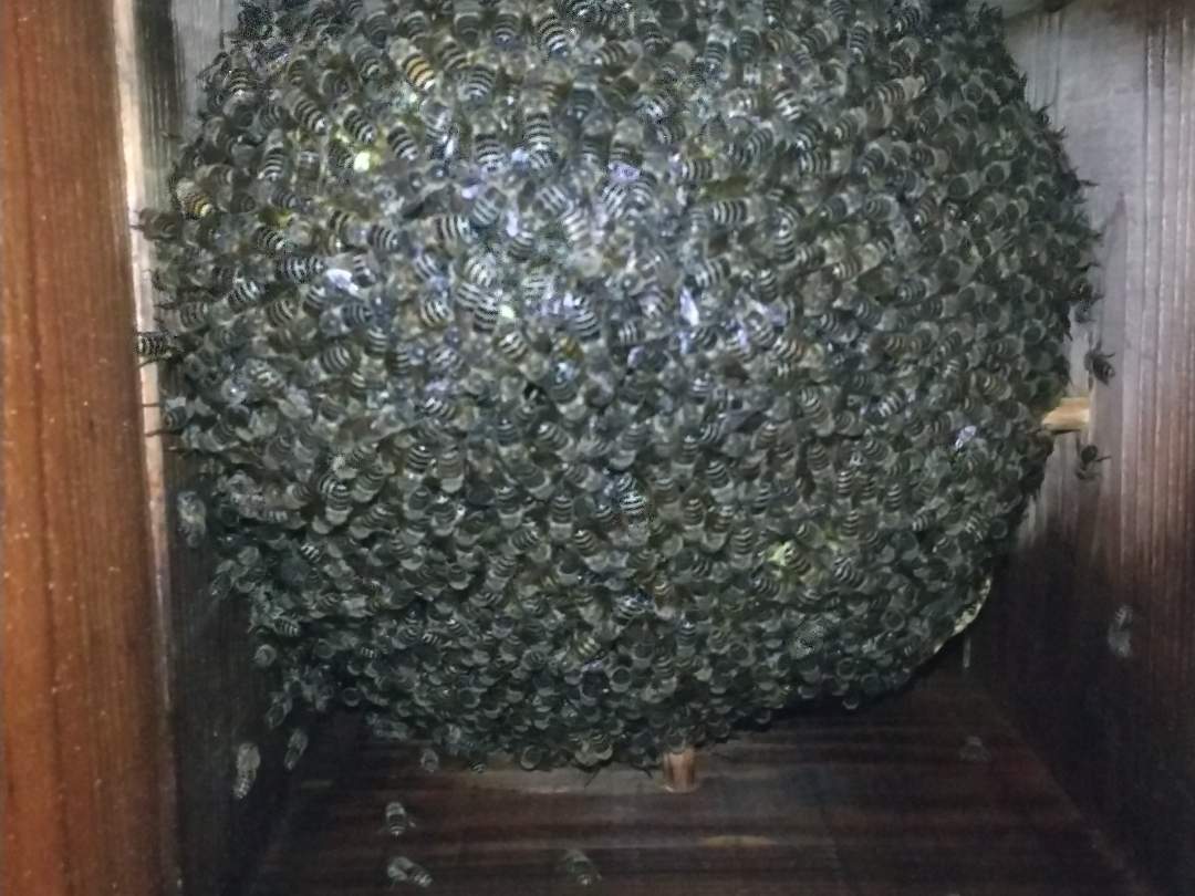 【開催間近】日本蜜蜂の採蜜体験ワークショップ！