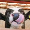 【島根・出雲】牛の餌やりや搾乳、ミルクもあげられる本格牧場体験！