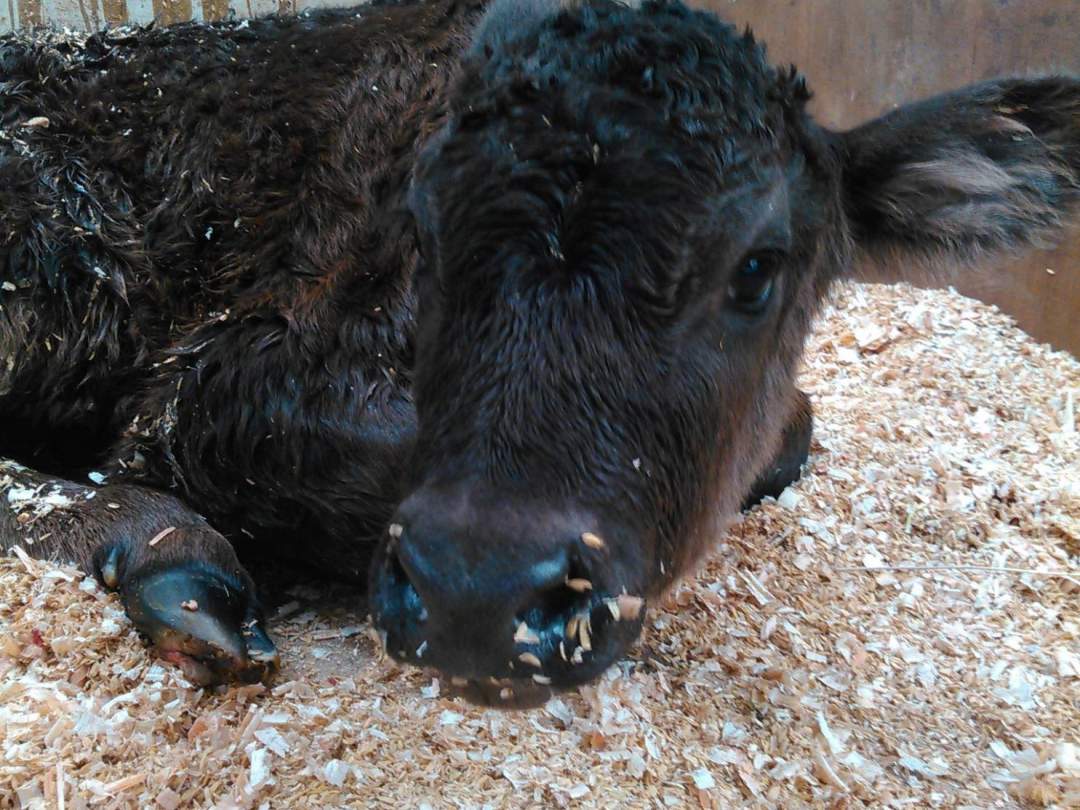 牛乳だけじゃ無くお肉の牛の黒毛和牛も産まれるよ
その答えは酪農家に聞いてみよう