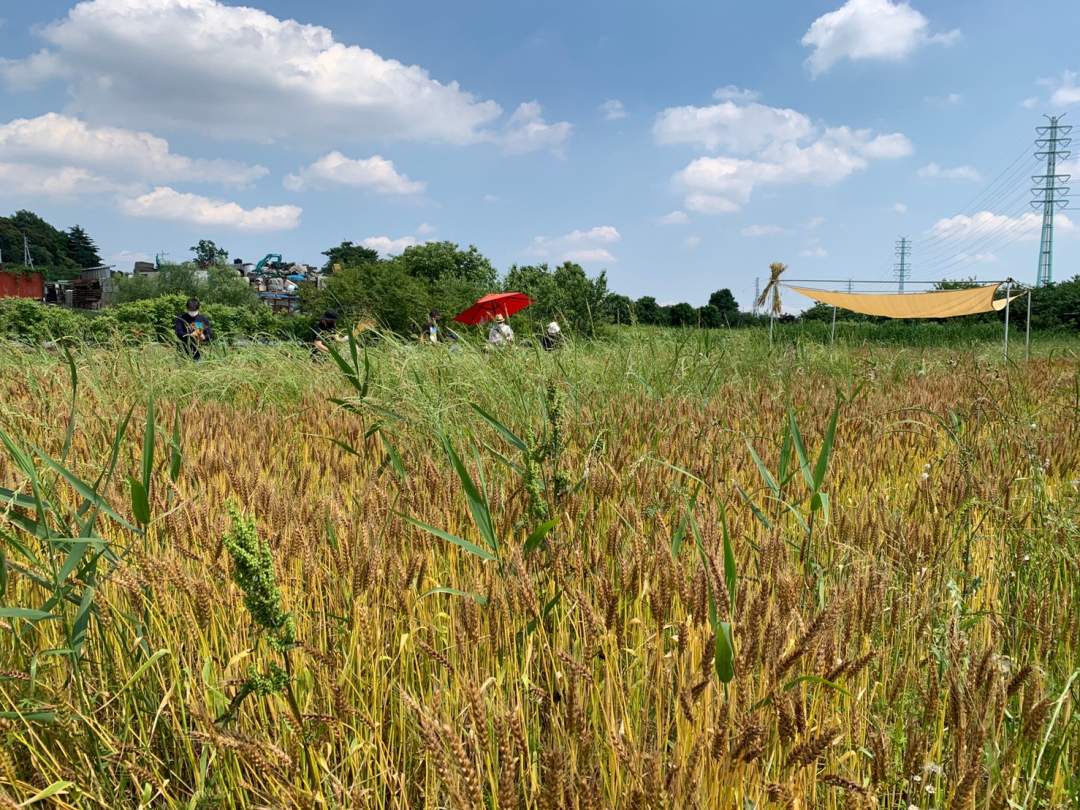 【埼玉県・さいたま市】田舎の畑でのんびり♪収穫したての小麦で、小麦茶づくり体験！