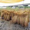 狩った小麦は藁で束ね、ハザと呼ばれる置き場で乾燥させます。