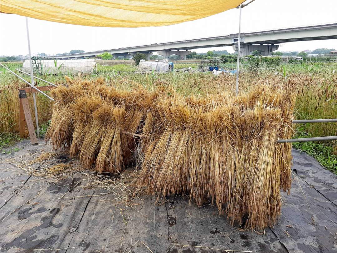 【埼玉県・さいたま市】田舎の畑でのんびり♪収穫したての小麦で、小麦茶づくり体験！